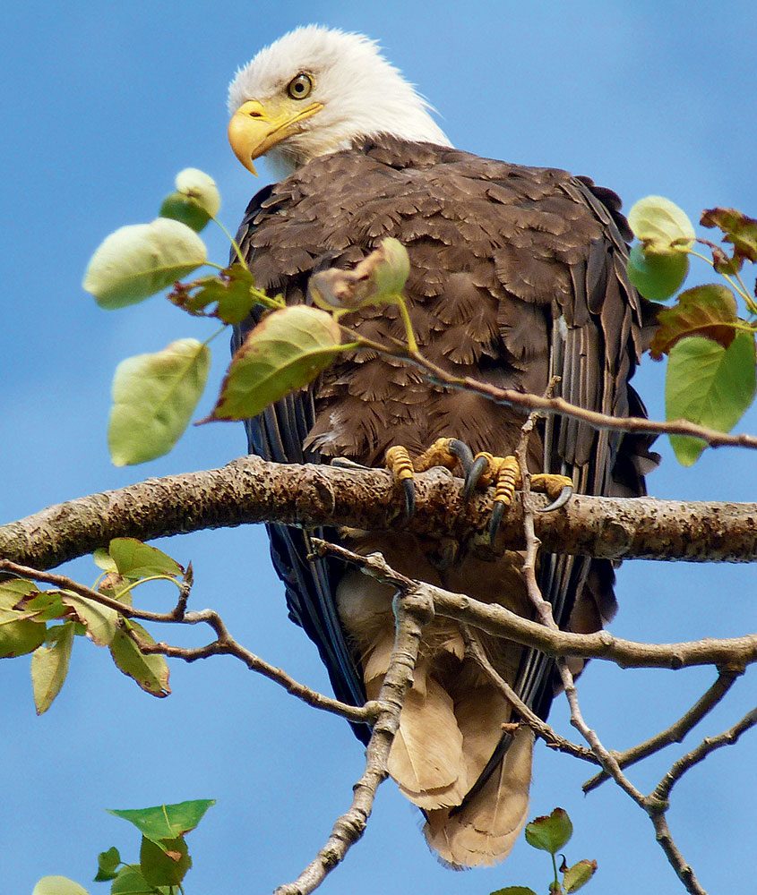 Canadian bird stories: bald eagle