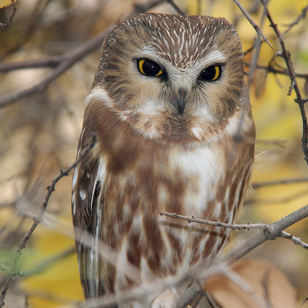 Canadian bird stories: Owl