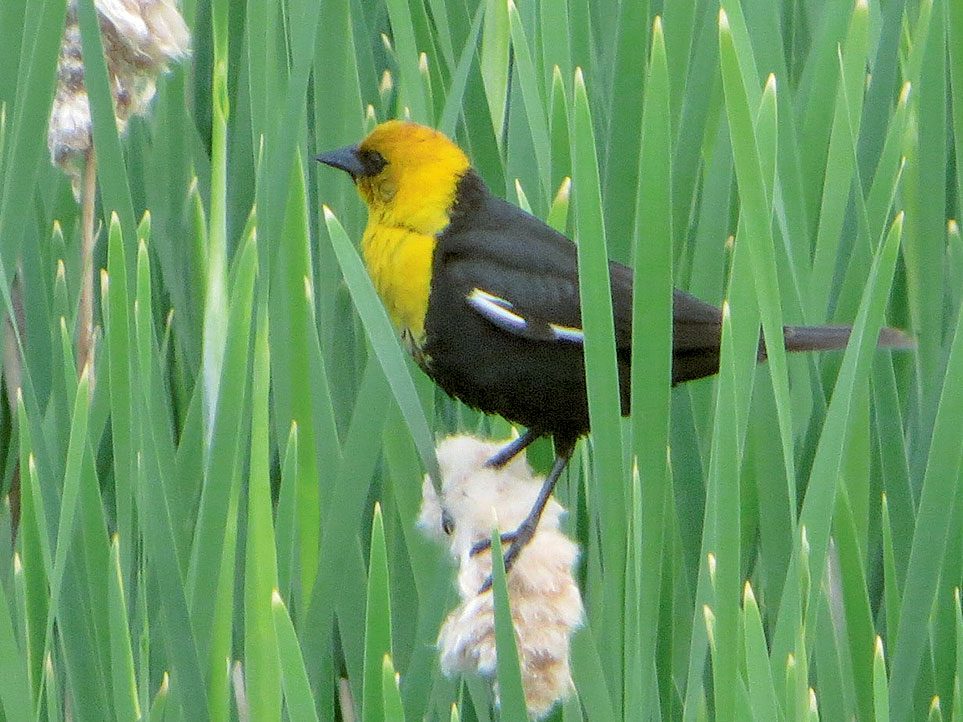 Canadian bird stories: Yellow-headed blackbird