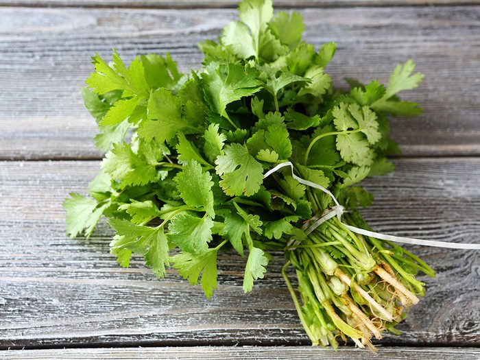 Healing herbs and spices: cilantro