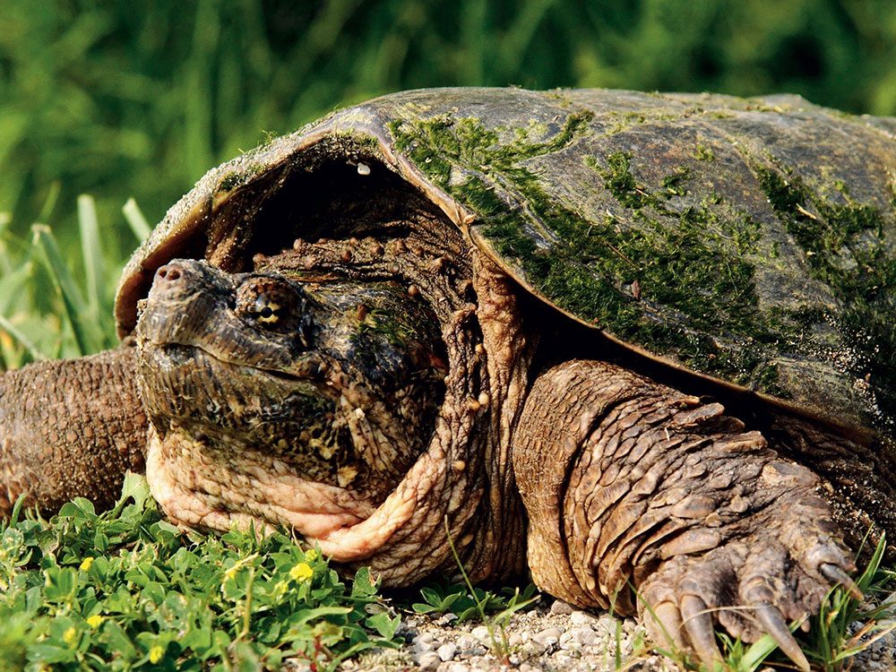 Snapping turtle in MacGregor Point Provincial Park