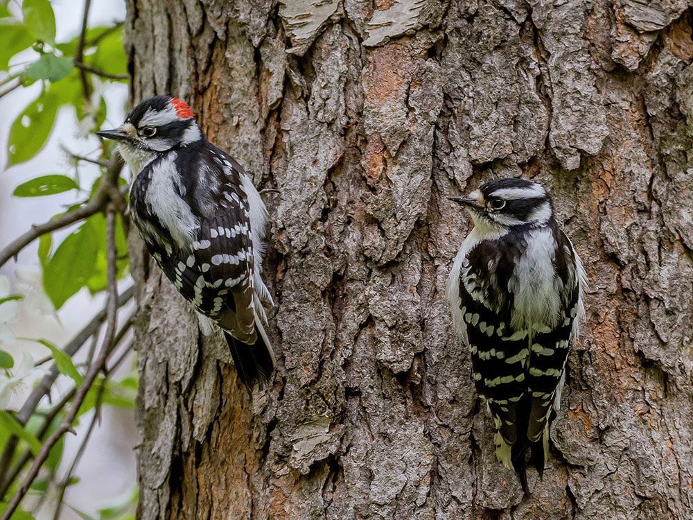 A pair of woodpeckers