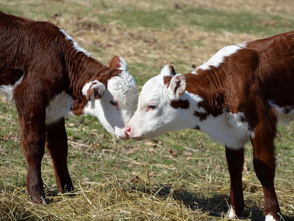 Baby calves
