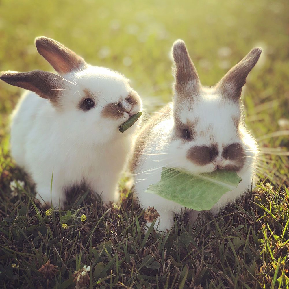 Twin bunnies