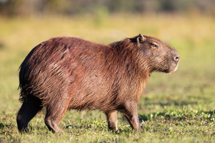 Capybara in Brasil Pantanal.