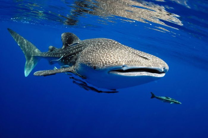 Whale shark is a big fish in the sea.