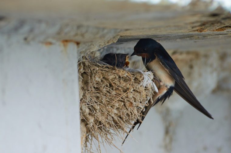 Bird's nest