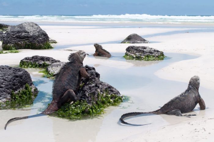 Galapagos Marine Iguanas on a beach, tortuga bay, on santa cruz island. Wild undeveloped beach with abundant wildlife.