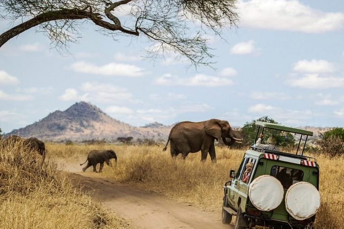 Watching Elephants on Safari
