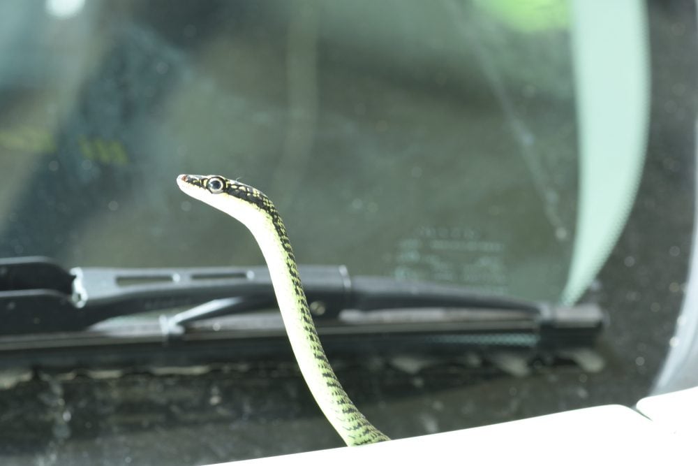 Mechanics found a snake in this car