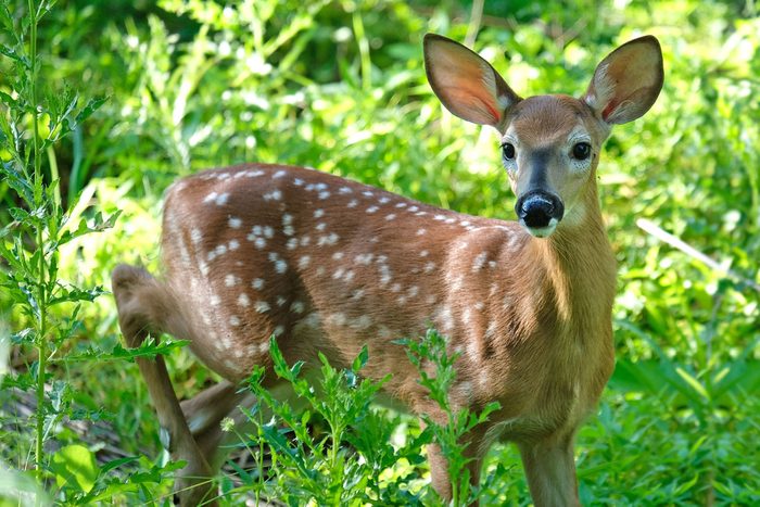 Fawn in the woods