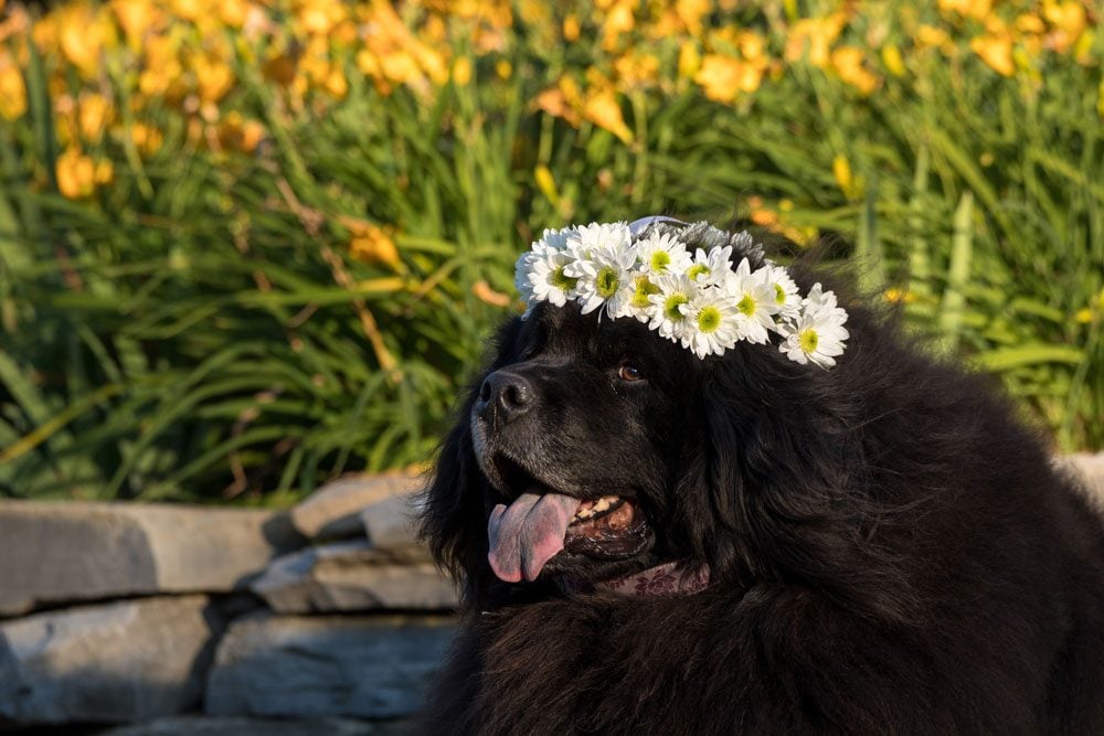 Newfoundland dog wearing crown of daisies