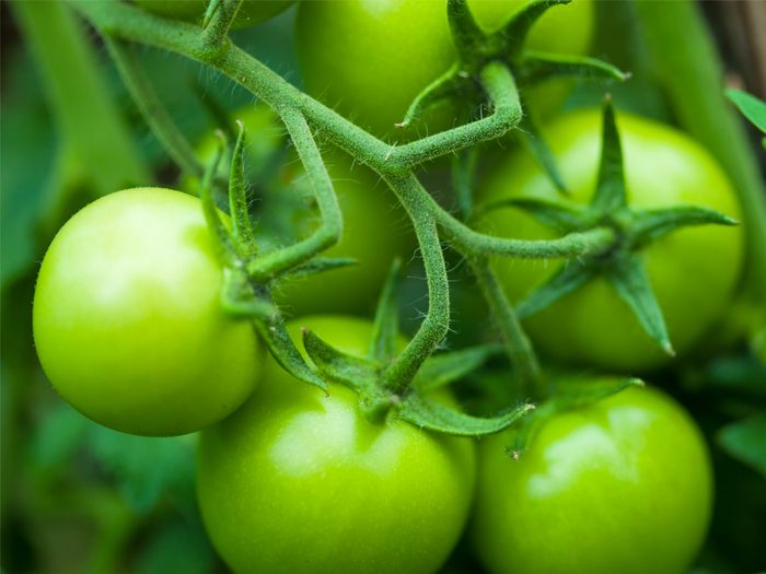 Uses for apples: ripen green tomatoes
