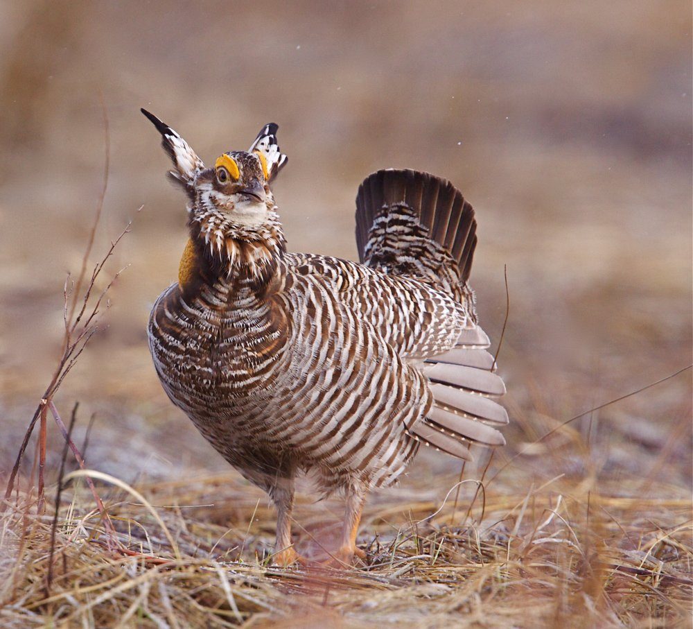 Greater Prairie Chicken "booming" (mating display) on lek / booming grounds, Fort Pierre National Grassland, South Dakota