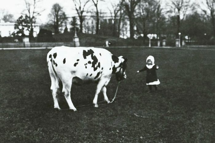 Pauline the Cow