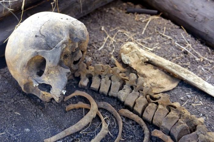 Ancient human skull and bones. Reconstruction of the burial site.