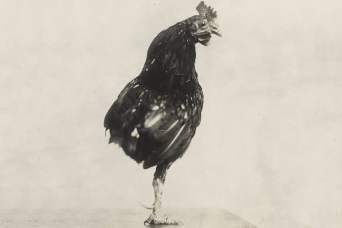 One Legged Rooster