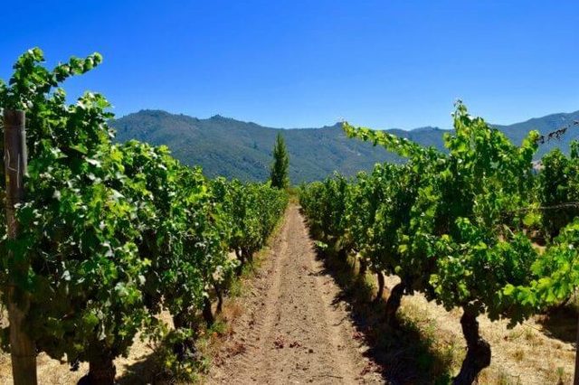 Vineyard in Colchagua Valley, Chile