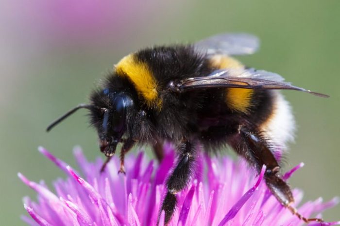 Bumblebee, bombus terrestris