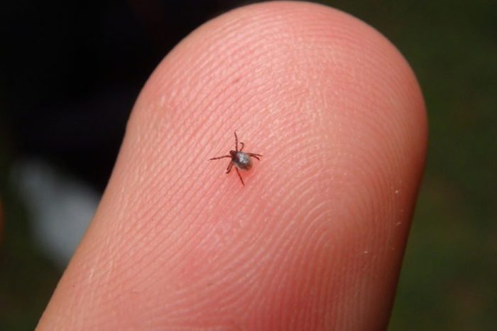 Tiny mite tick trying to bite n suck in middle of the forest in summer Probably he was searching some other animal like a dog, cat, wild boar, deer, bear, wolf, bird, ferret, or fox to parasite. vet