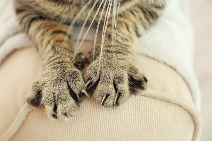 Tabby cat paws on backrest
