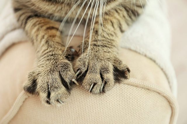 Top view of a furry tabby cat lying on its owner's lap, enjoying being cuddled and purring. 