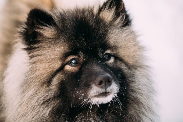 Close Up Of Keeshond, Keeshonden Dog In Snow, Winter Season.