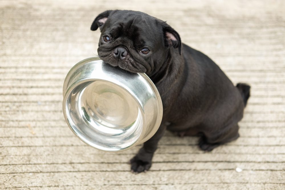 Little black dog with bowl