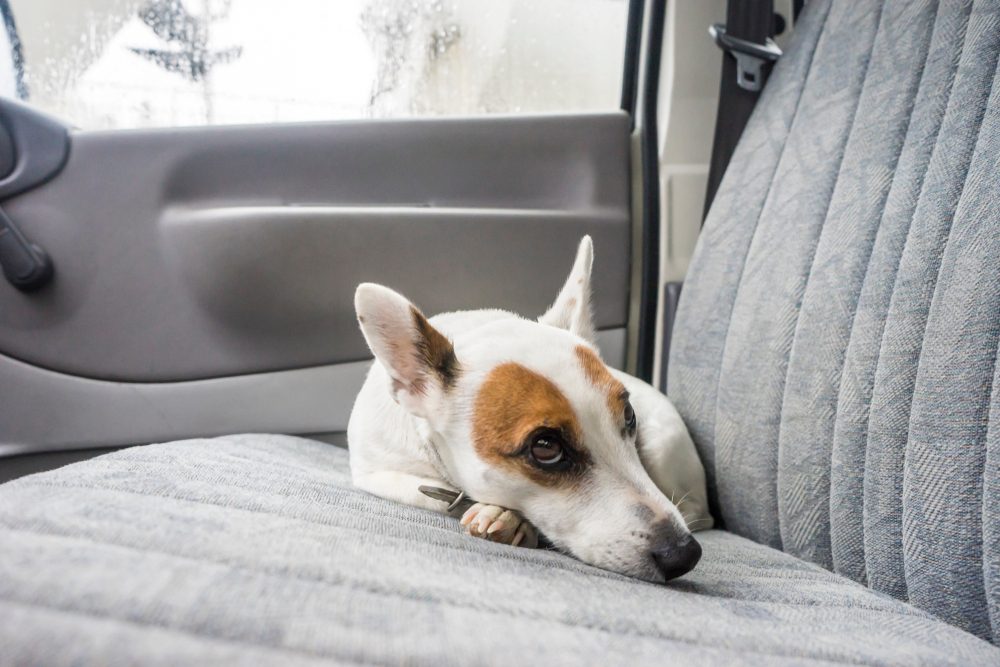 Dog lying on passenger seat