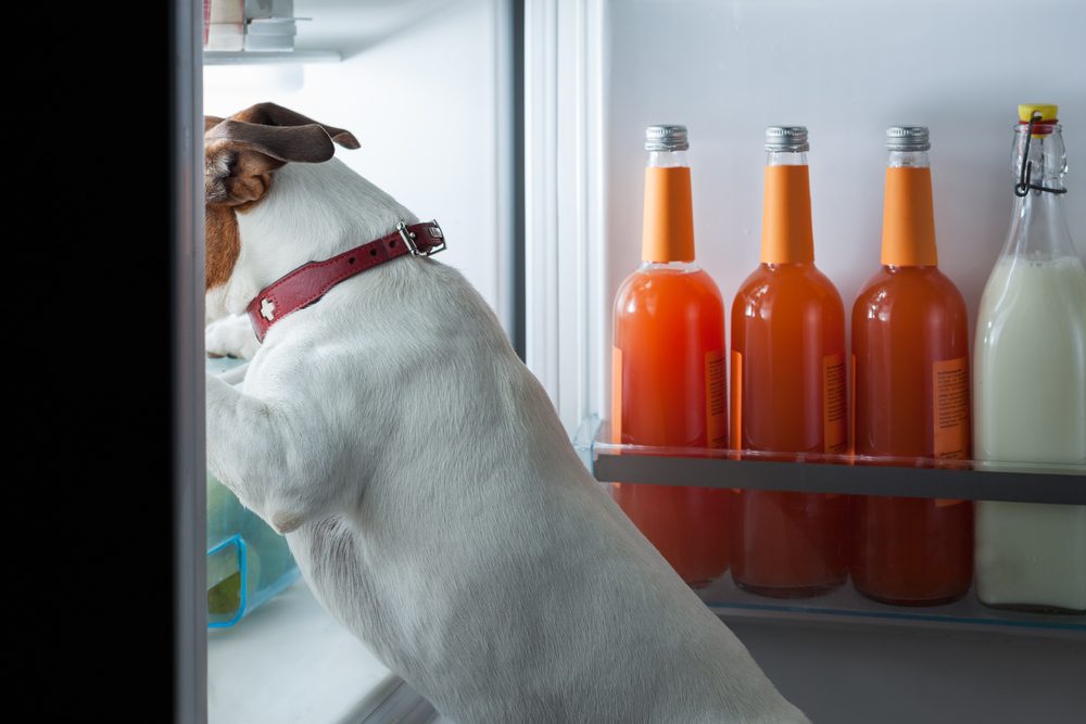 Dog rummaging in fridge