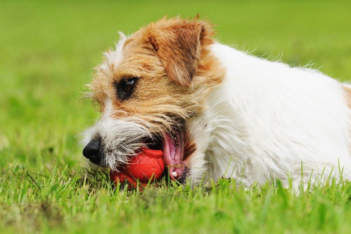 Dog chewing on play ball
