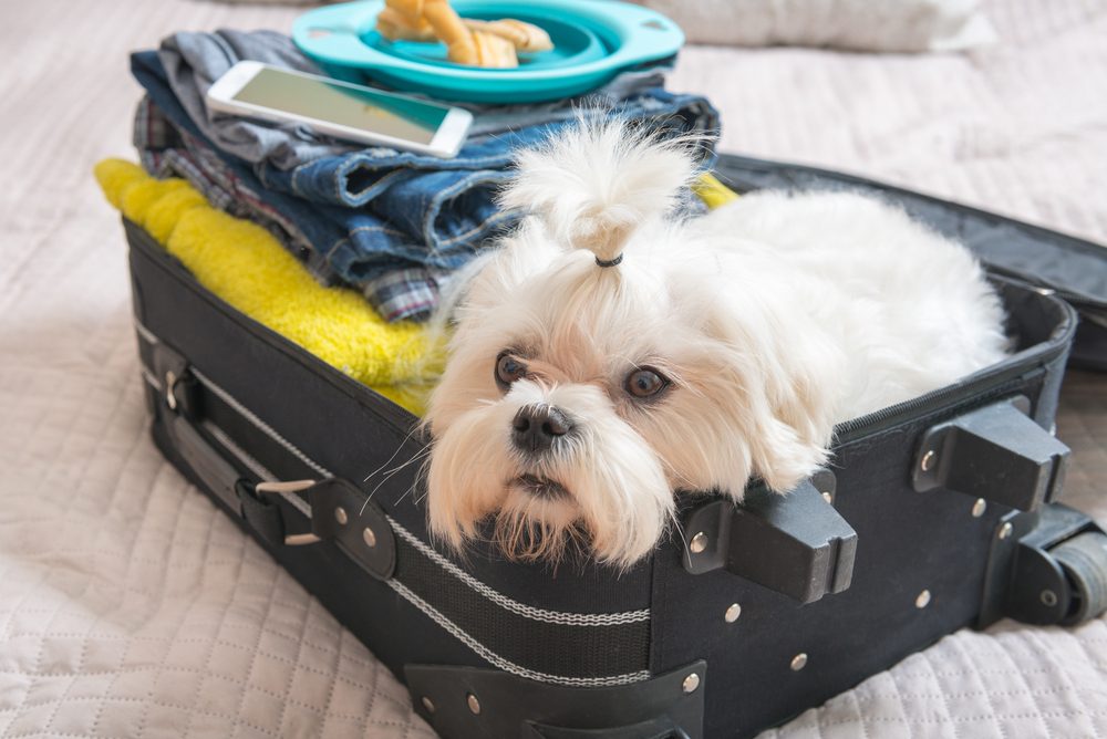 Cute dog playing in suitcase