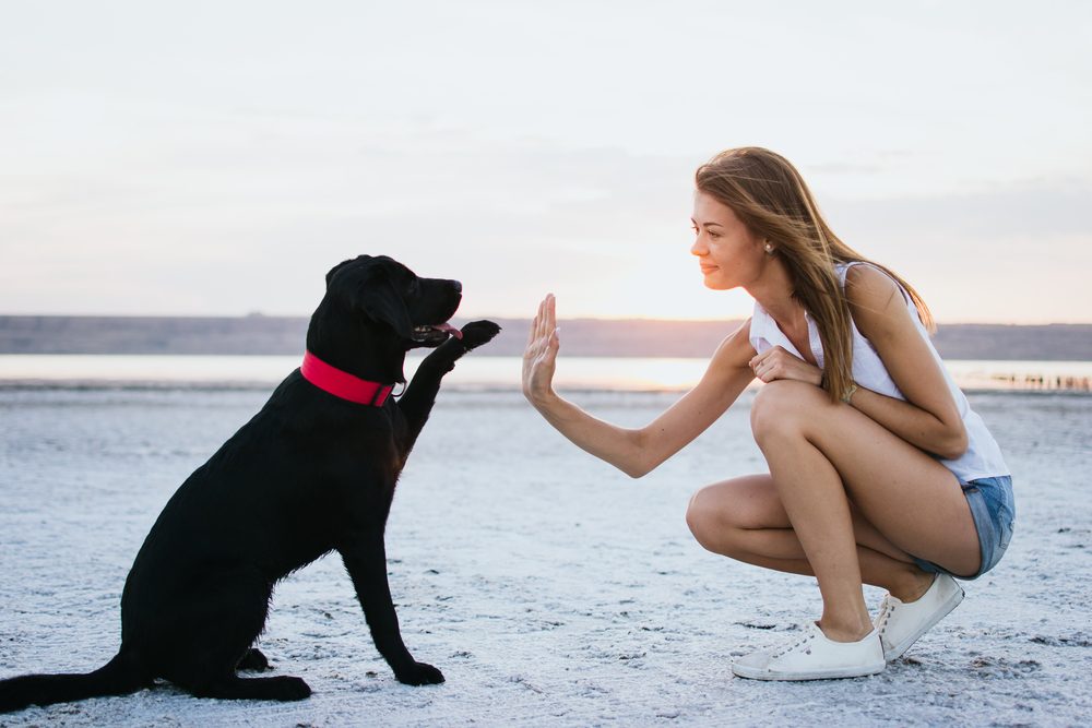 High-five between dog and attractive owner