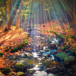 Autumn in Canada - sunlight in the forest