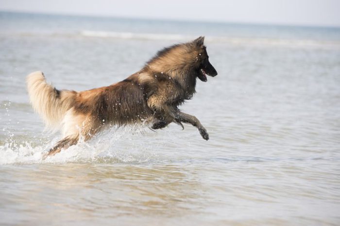 Dog, Belgian Shepherd Tervuren, running in the ocean, coming out of the water