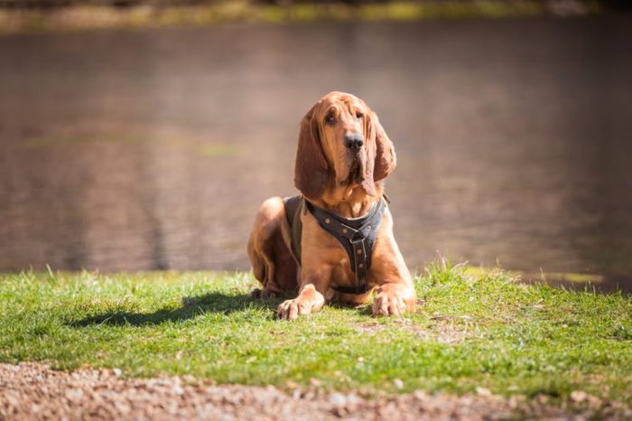 Bloodhound dog laying down wearing a tracking harness