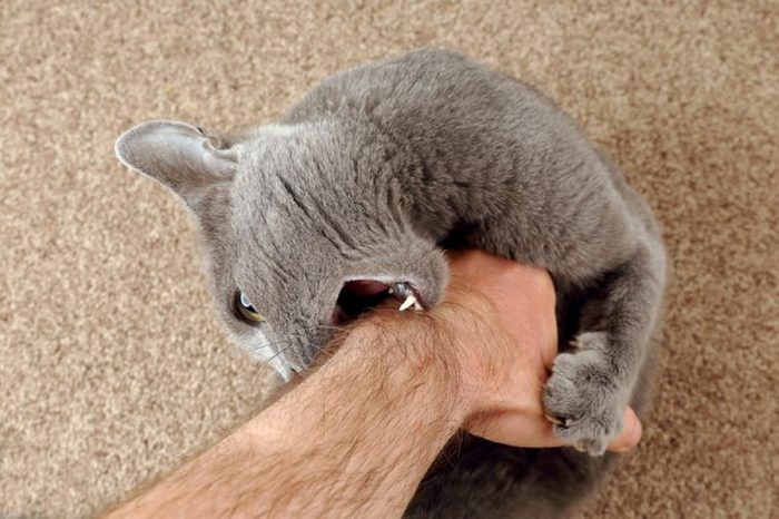 gray cat grabbed the hand claws and bites