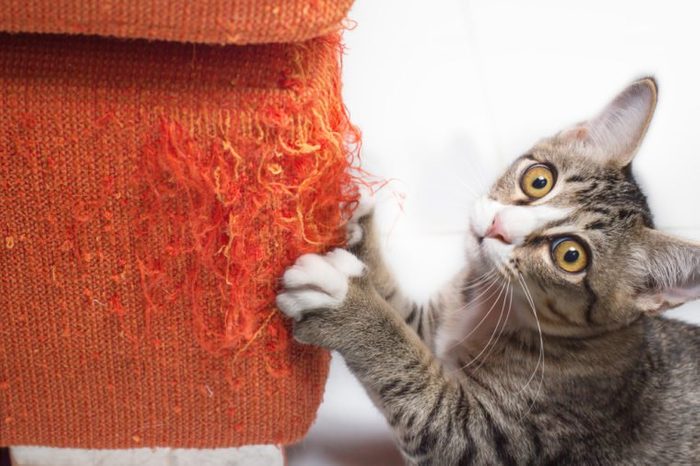 Kitten scratching orange fabric sofa