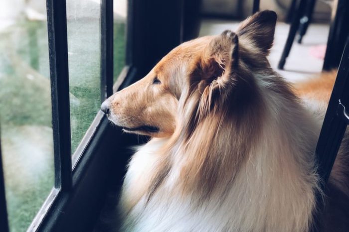 Collie dog looking out of the window