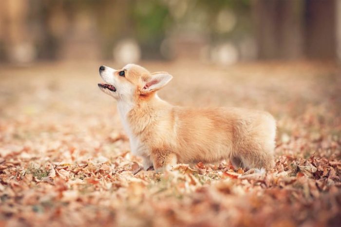 Welsh corgi pembroke puppy in autumn
