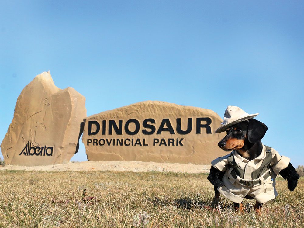 Crusoe the Celebrity Dachshund in Dinosaur Provincial Park, Alberta