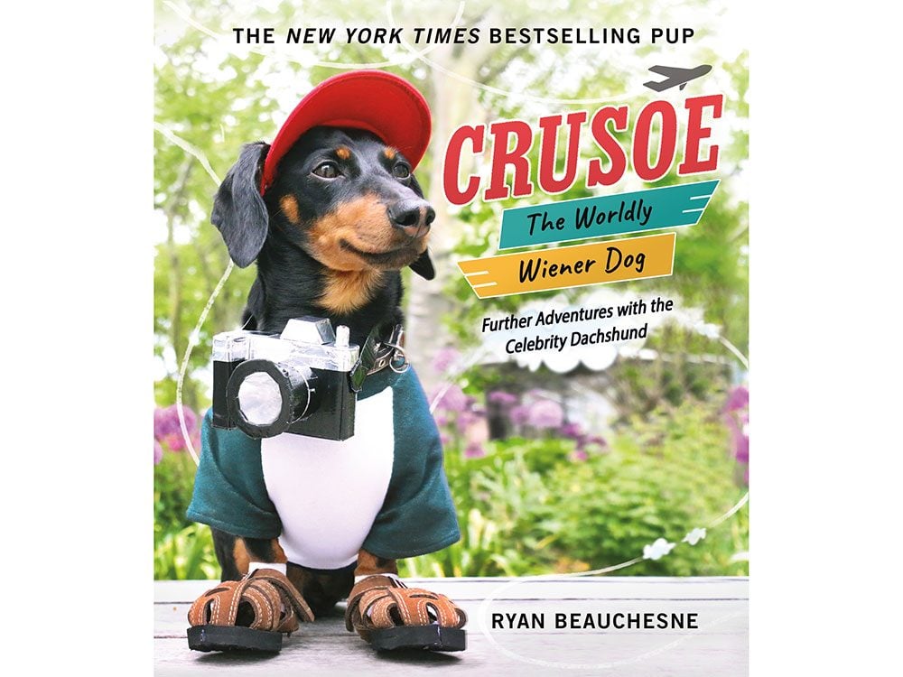 Crusoe the Worldly Wiener Dog 
