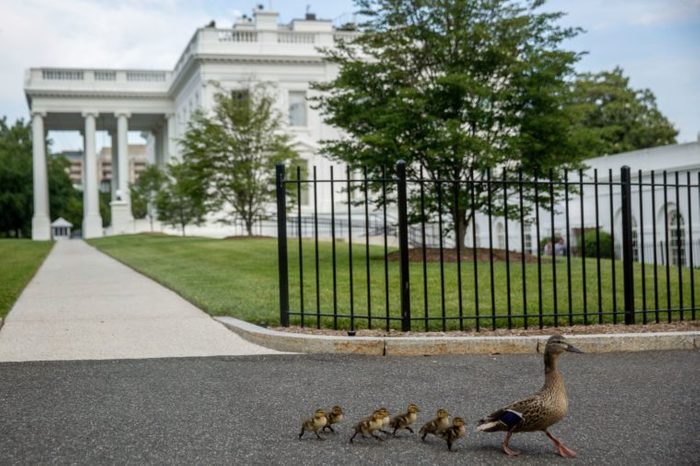 duck white house