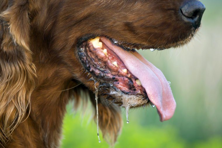 Drooling Irish Setter dog panting in a hot Summer