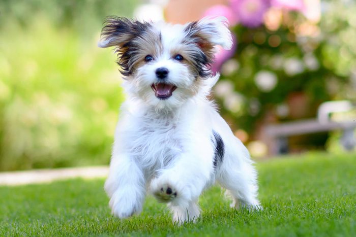 Adorable puppy running