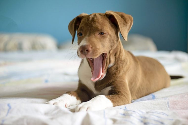 Dog yawning in bed