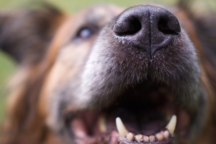 Close Up of Dog Nose Looking Up with Mouth Open - Shallow Depth of Focus
