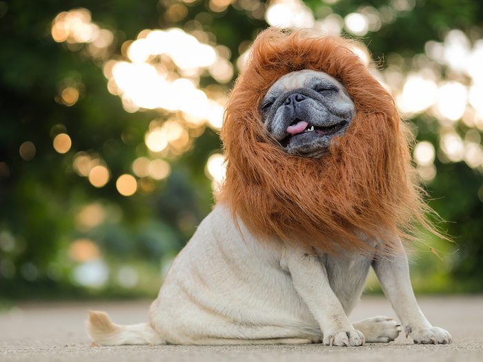 Dogs in halloween costumes - Funny face of pug dog with lion costume