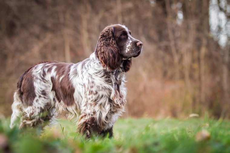 smartest hunting dogs