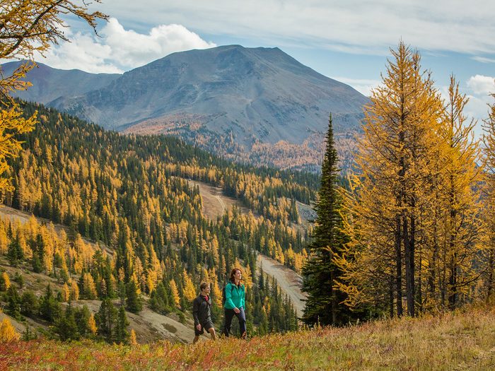 Best places to see fall colours in Canada - Larch Trail Banff
